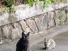 -观澜湖高尔夫球会