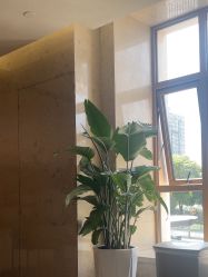 -四川米兰柏羽医学美容医院