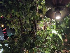 -同仁四季椰子鸡(无锡滨湖万象汇店)