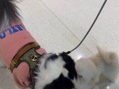 -帕帕拉兹宠物(亚洲旗舰店)