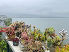 -野菌皇海景野生菌火锅(滨海大道店)