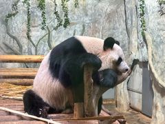 -深圳野生动物园