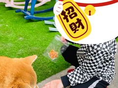 -柴犬高等学院·狗咖·柴犬售卖·宠物训练