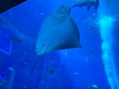 -亚特兰蒂斯•OSSIANO奥西亚诺海底餐厅