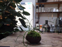-植觉