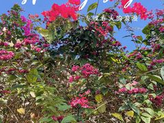 -天适樱花悠乐园