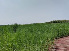 -西青郊野公园