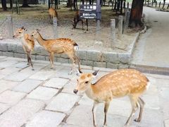 -奈良公园