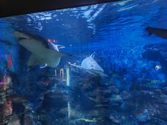 -烟台海昌鲸鲨海洋公园