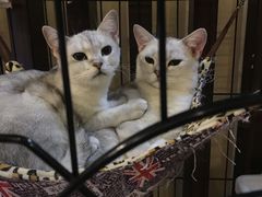 -津菜宋记老房子(鼓楼店)