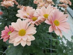 -上海鲜花港