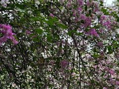 -深圳国际园林花卉博览园