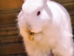 -猫猫幼稚园·撸猫·桌游·电玩