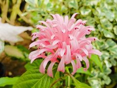 -中国科学院华南植物园