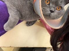 -瑞鹏宠物医院·骨科·猫科·内科(第一中心)