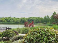 -九科绿洲