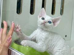 -青奢宠物·青奢猫舍