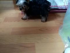 -宠爱多约克夏马尔济斯泰迪小型犬专卖