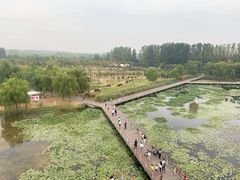 -微山湖红荷湿地景区
