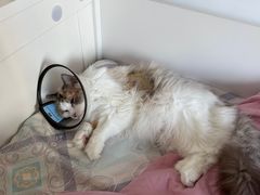 -喜多萌中农锦绣动物医院24H·猫科·牙科MRI·CT