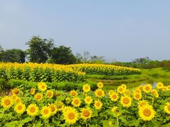 -花开海上生态园
