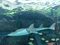 -悉尼海洋生物水族馆