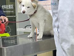 -谐和益家动物医院·免疫绝育·血液透析·宠保定点医院(高新伊藤分院)