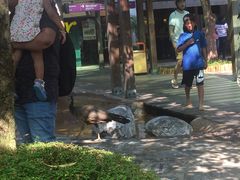 -圣淘沙天际线斜坡滑车