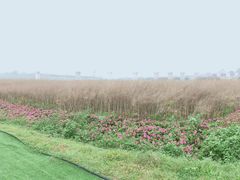 -光明小镇欢乐田园