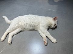 -琪喵猫屋·撸猫猫咖·猫舍