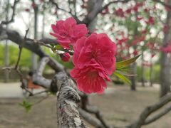 -元大都城垣遗址公园