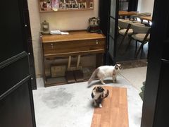 -猫色咖啡·猫咖