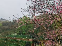 -重庆彩云湖湿地公园