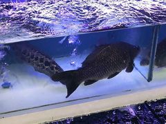 -盒马鲜生(大成店)