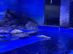 -上海海昌海洋公园
