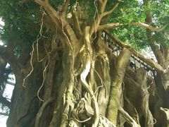 -祥源·阜阳生态乐园