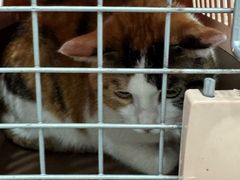 -四月宠物医院·猫专科·心脏专科·内科(转塘店)