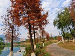 -飞来湖湿地公园