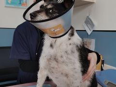 -凯瑞希宠物医院·狂犬免疫·微创·皮肤科