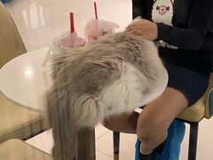 -安格丽娜·狗咖·猫咖羊驼咖(春熙路百盛商场店)