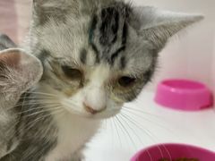 -李小姐の猫咖啡馆(五角场店)