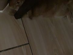 -爱侣宠医·鹦鹉专科·小型哺乳类·异宠专科(灵石路店)