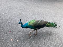 -昆明动物园