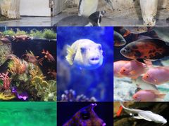 -太平洋海底世界