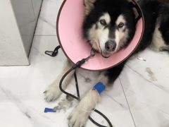 -瑞派罗医生宠物诊所(古镇分所)