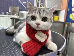 -车接车送·寄养洗护·德文猫舍(大宁店)
