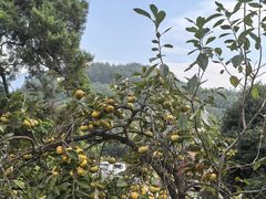 -东天目山风景区