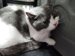 -乐派堂宠物医院·猫友好· 心脏科(东街店)