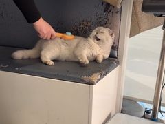 -关爱宠物医院·猫科中心·消化科(滨湖万达分院)