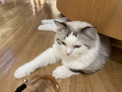 -滚猫咖啡·猫咖·猫友好撸猫(未来城店)